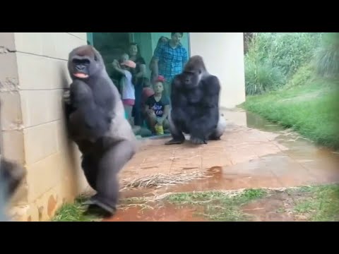 Gorilla-Familie mag keinen Regen