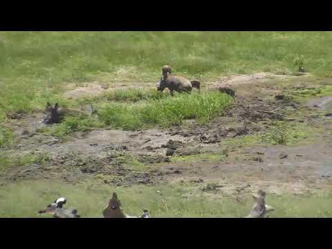 Djuma: Two Warthogs with 4 small piglets - 01/21/19