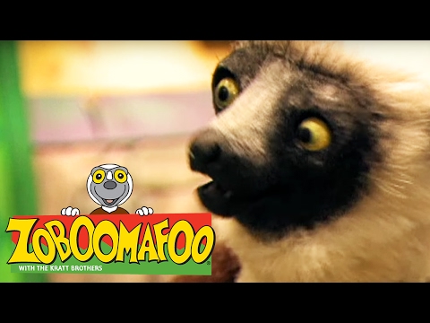 🐒 Zoboomafoo 🐒 134 | Water Creatures - Full Episode | Kids TV Shows
