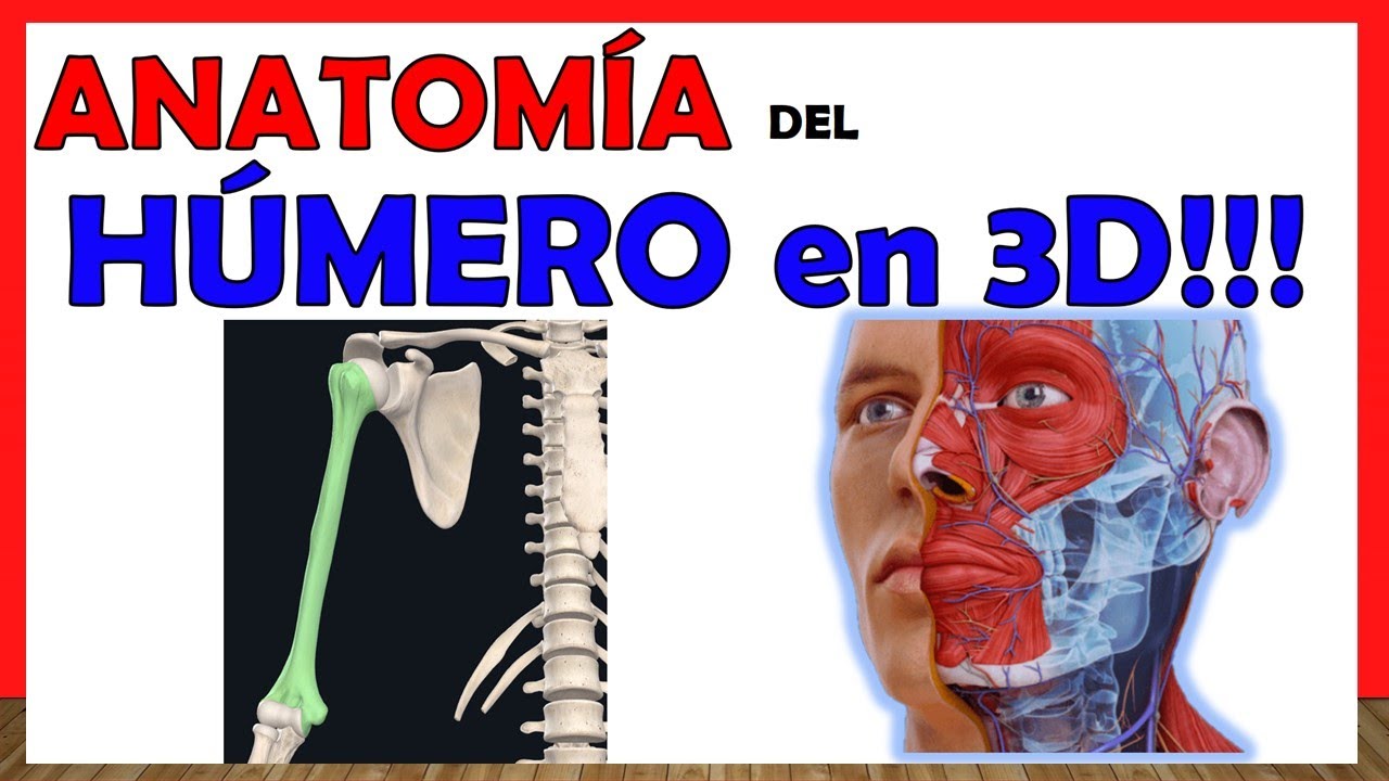 🥇 Anatomía del HÚMERO en 3D!!! ¡Explicación Sencilla!