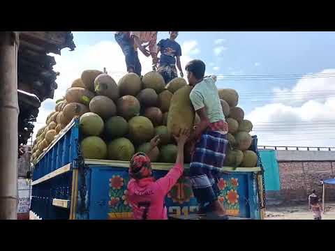 শিবগঞ্জের মহাস্থান হাটের কাঁঠাল যাচ্ছে দেশের বিভিন্ন জেলায় শিবগঞ্জের মহাস্থান হাটের কাঁঠাল যাচ্ছে দেশের বিভিন্ন জেলায়