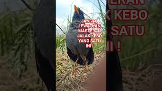 Download lagu MASTERAN BURUNG JALAK KEBO LAIN LANGSUNG RESPON JADI GACOR SEPANJANG HARI mp3