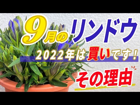 園芸 リンドウ、ラフリンドウ