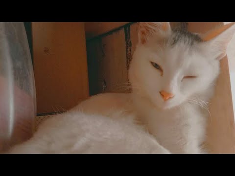 Lolo ke Masti 😍🤩😻🐈(saiqa kitchen)