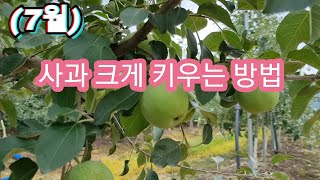 (7월)사과 키우는 방법