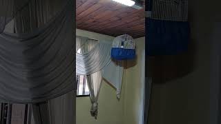 curio fronteira  405 -Galador- Genotipado