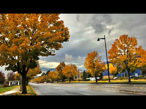 Seattle Fall Foliage | Living in Washington