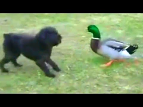 Faze comice 😄 mori de ras 😄 citeste descrierea