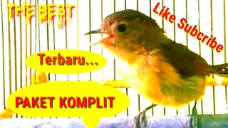 Download lagu 100 Menit Paket Terbaru FLAMBOYAN GACOR Full Isian Terbaik Spesial Masteran dan Pancingan mp3