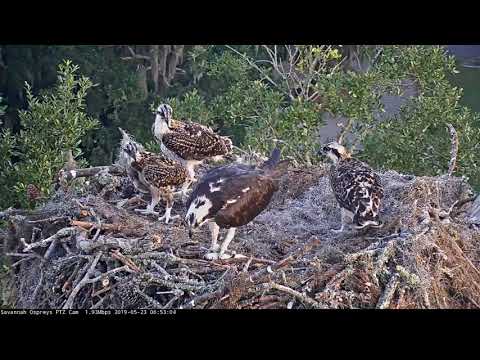 Osprey Chick Plays Tug-O-War With Female Over Fish Delivery – May 23, 2019