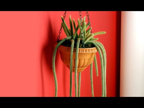 , title : 'Cactus de porte colgante - Bricomanía - @Jardinatis'