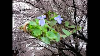 Download lagu 春の小川 高野辰之作詞・岡野貞一作曲・小阪恵一編曲 Spring River mp3 Download lagu 春の小川 高野辰之作詞・岡野貞一作曲・小阪恵一編曲 Spring River mp3