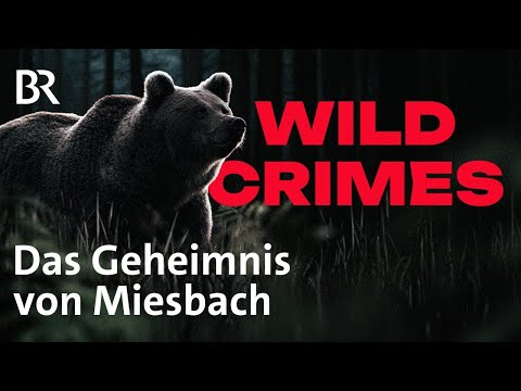 Das Geheimnis von Miesbach - Verschwiegene Jäger | Truecrime | Podcast | Wild Crimes - 3/4 | BR