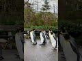 Cute Penguin Walk In Basel Switzerland Zoo Basel