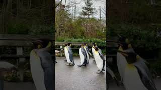 🐧Cute penguin walk in Basel, Switzerland | Zoo Basel