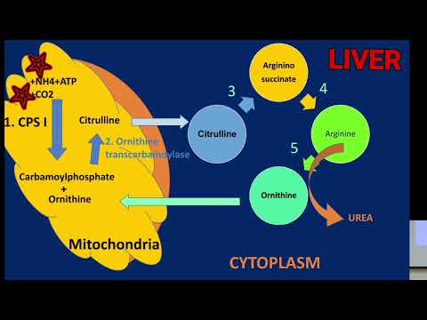 The Urea cycle: Key Features and Enzymes @Metabolism Made Easy