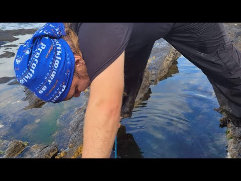 Akwarystyka morska słonawowodna. Czyli pierwsze akwarium morskie dla każdego.