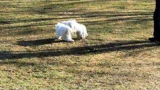 Samira und ihr Lieblingsfeind....