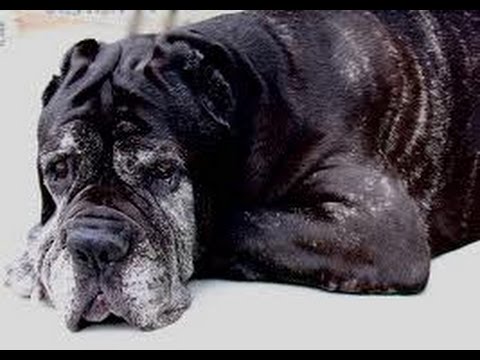 Dog Pain: Home Remedies That Quickly Work