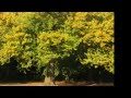Autumn Leaves ( Piano & Vocal) 
