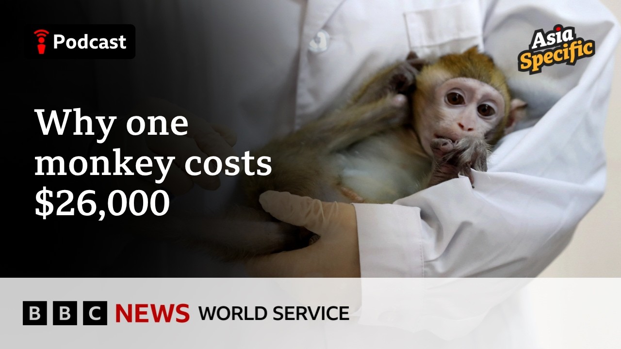 China's biotech boom drives global long-tailed macaque shortage, prices soar