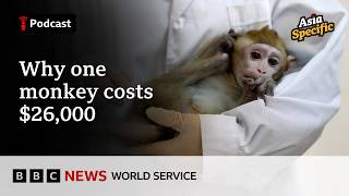 China's biotech boom drives global long-tailed macaque shortage, prices soar