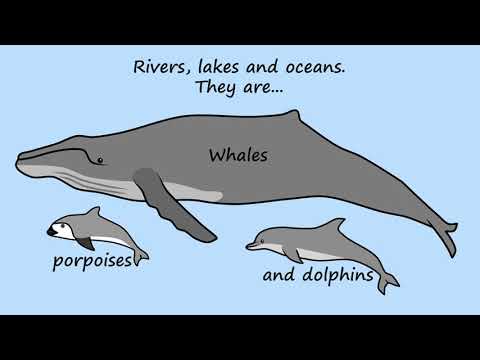 Cetaceans by Peter Weatherall