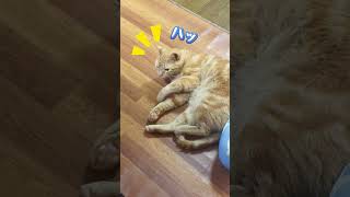 it's a cat.猫だらけ。その寝顔は反則級。#cat #ねこのいる生活 #茶トラ#保護猫