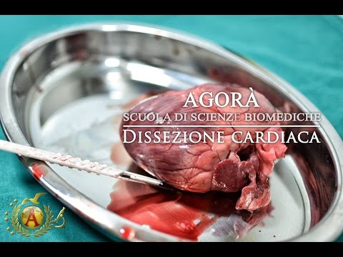 Atazolsept da vermi Medicina da un lyambliya e opistorkh