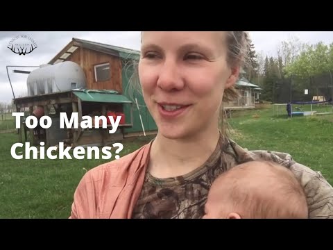 How Many Chickens Are Too Many? {Barnyard Tour Video}