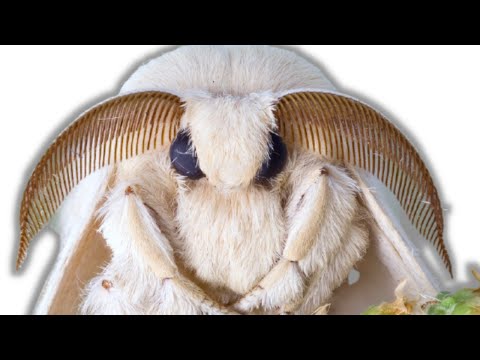 Zucht von Maulbeerseidenspinnern (Bombyx mori) von Bart Coppens