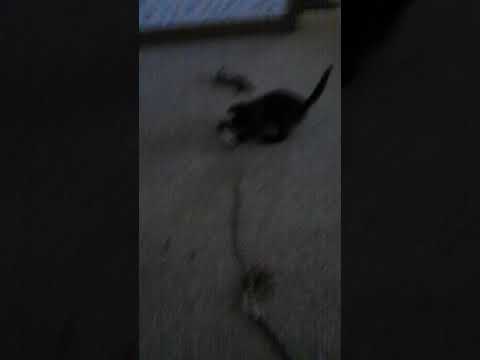 Bobbie Jo. Mouser in training!