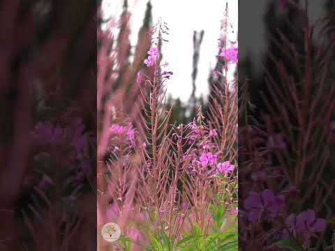 Der Gieß-Fehler im Naturgarten: täglich ein Schluck = flache Wurzeln - Gartenexpedition #shorts
