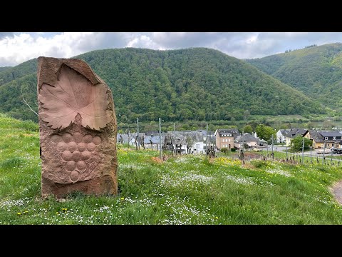Wandelen langs de Moezel - Moselsteig etappe 17 - Ediger Eller-Beilstein