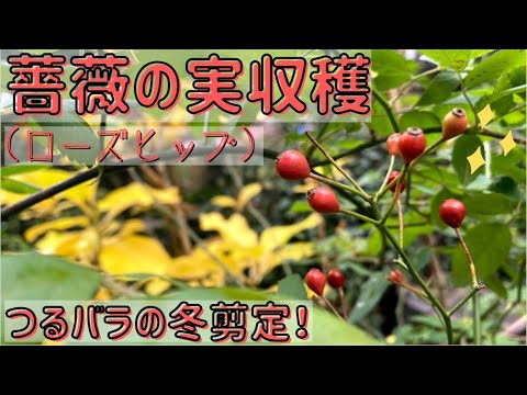 園芸 ローズヒップ、ドッグローズ