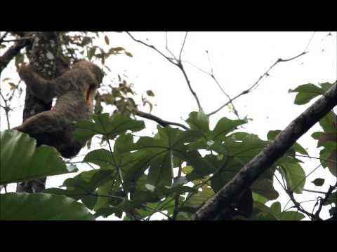 Three-toed Brown-throated Sloth in Costa Rica (Bradypus variegatus)