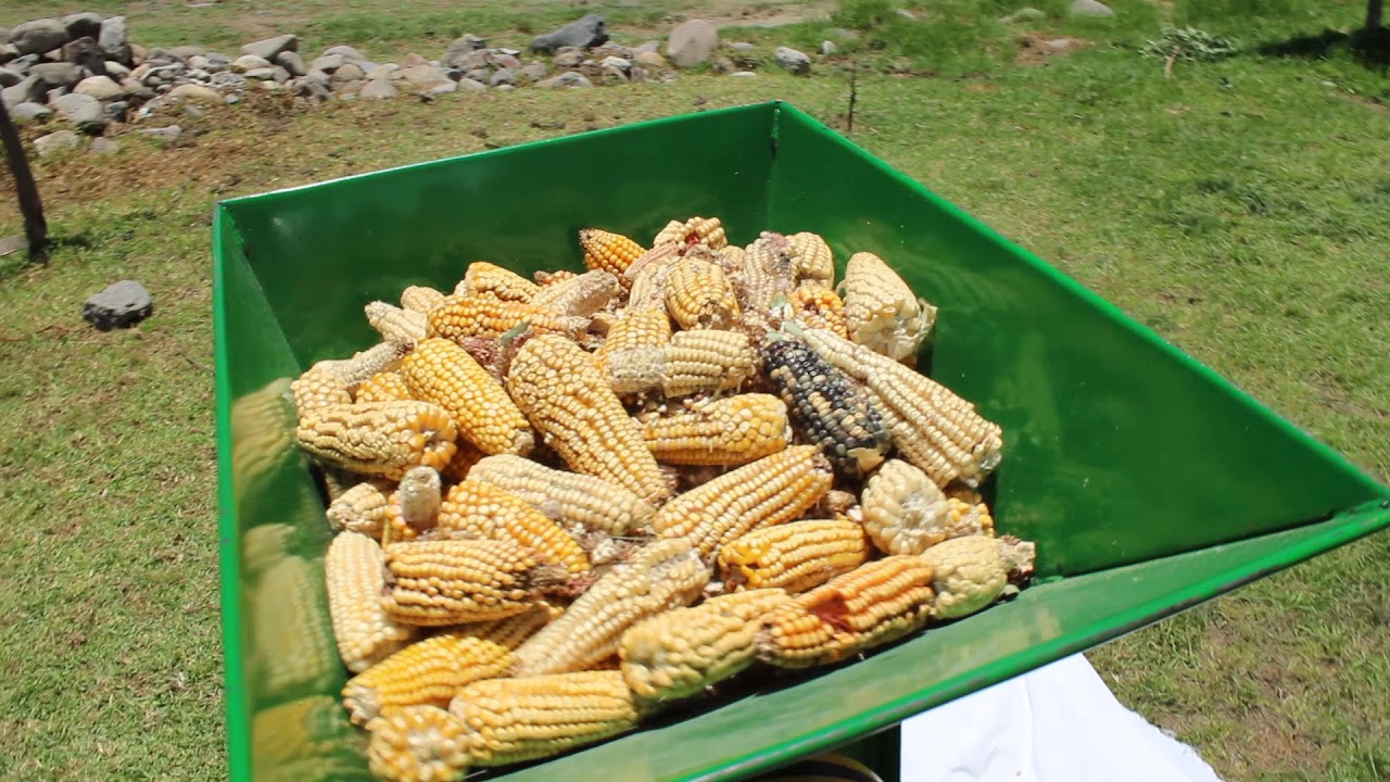 Watch Funcionamiento de desgranadora de maíz Now Funcionamiento de desgranadora de maíz