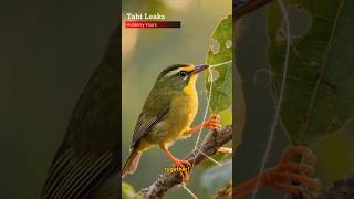 This Tiny Bird Can SEW Better Than You! 🧵😱 #shorts