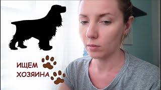 МИККИ ИЩЕТ ХОЗЯИНА 🐕. Осторожно, мошенники!!!
