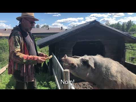 Eläinten vanhainkoti Wanhalla Markilla Etelä-Pohjanmaalla