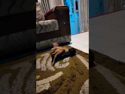 Hey...!! Let me catch  hold of my tail 🤣😂 #youtube #shorts