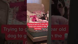 Can’t teach an old dog new tricks… #LevisMusicProject #fyp #foryou #seniordog