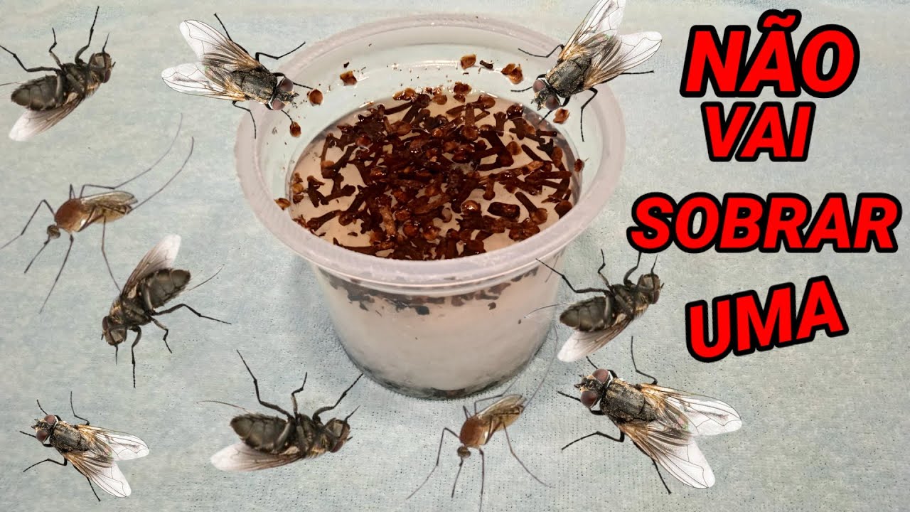 🔴ISSO VAI FAZER  SUMIR MOSCAS 🦟BARATAS 🦗E PERNILONGO DA SUA CASA NO MESMO DIA - RECEITAS DA BO