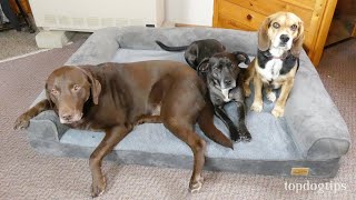 BingoPaw Memory Foam Dog Bed Review