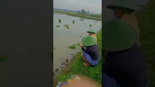 Download lagu sarapan neng sawah mp3 Download lagu sarapan neng sawah mp3