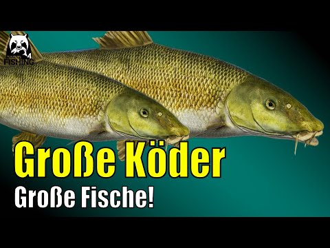 Russian Fishing 4 - Achtuba - Aralbarbe auf große Köder, Persischer Stör Beifang #rf4
