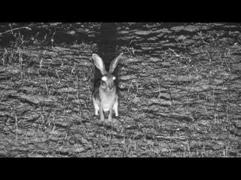 Djuma: Scrub Hare feeding as lions roar audio in the backgroundr - 22:34 - 09/30/18