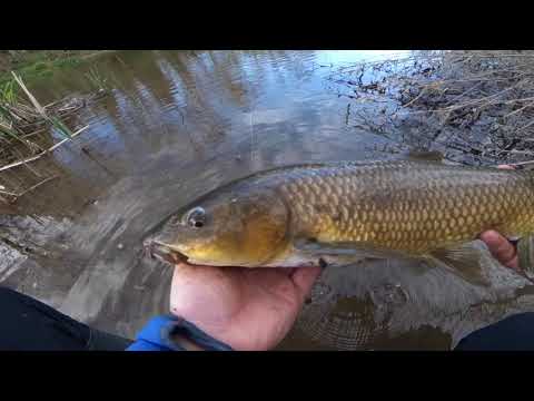 barbel sessiON