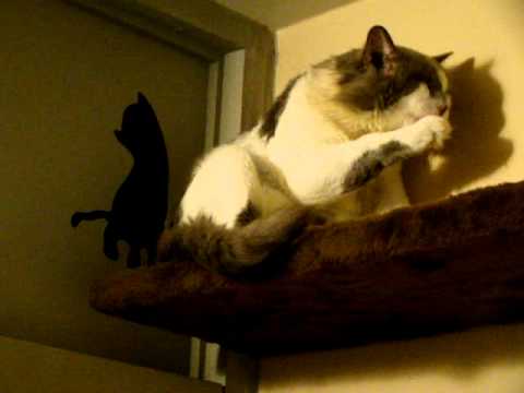 2011-05-27 Cicerafisio Kitten Magnus Carlsen Cleaning Moments Like a Cat Cafe.MPG