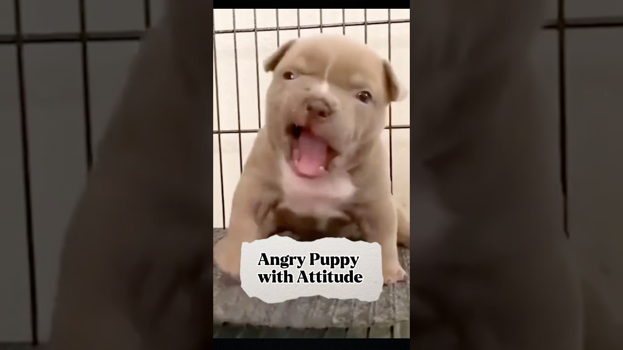 Angry Puppy with Attitude #funny #shortvideo #shorts #short #shortsfeed #youtubeshorts #youtube #dog